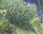 Lilacs; May 1889; St. Petersburg, Hermitage