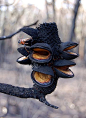 (Banksia, after forest fire. The fire's heat is necessary to open its seedpods, at the same time allowing them to fall onto newly fertilized soil due to carbon from ash.): 