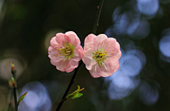 过庭长哀吟采集到花姿