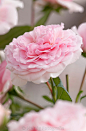 罗莎（Rosa'Mariatheresia'）-玫瑰