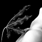 Aralia : AraliaPhotography © Benoit Courti