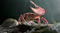 Mr Crab by Christopher Supardjo 1920px X 1080px