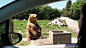 Bear makes awesome catch : (Reversed gif) Friendly local shares some bread with a hungry tourist <a rel="nofollow" target="_blank" href="http://i.imgur.com/Yow0uPv.gifv">http://i.imgur.com/Yow0uPv.gifv</a>

The up