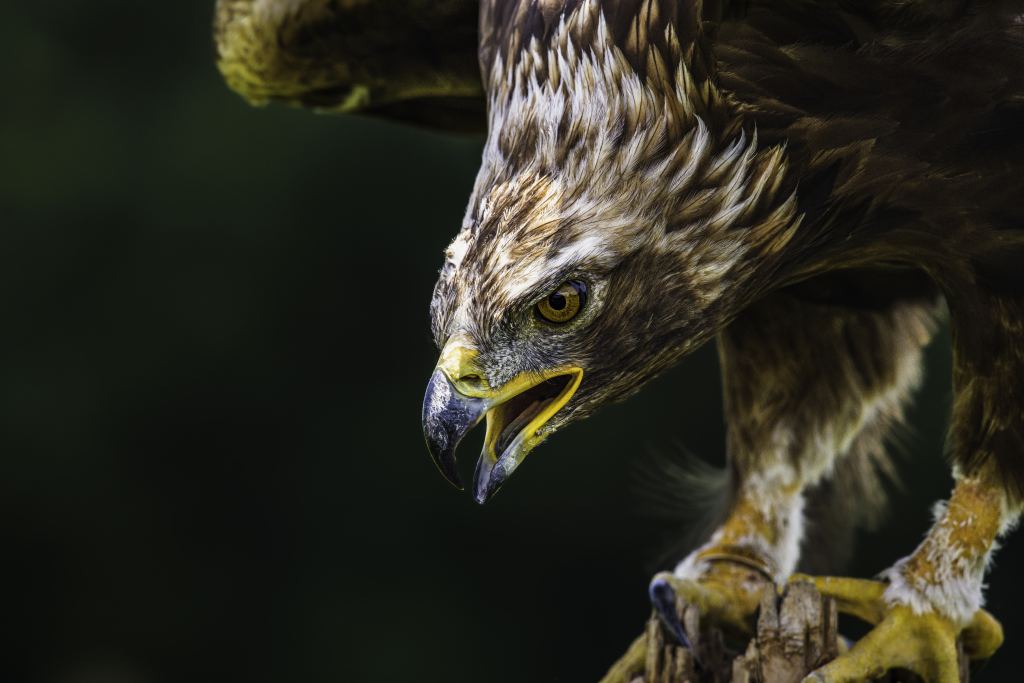 f9578e1cbb51c6ebbbb12488bd8d7045308a2cea10d5f-Kis0M8