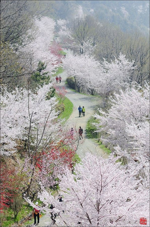 在公园里散步 - 镇海古，韩国