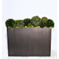 FL1443 Mixed Boxwood, Podocarpus, Allium, Moss & Baby Tear Spheres with Chartruese Reindeer Moss in Brushed Zinc Rectangular Container 25"H x 29"W x 8"D