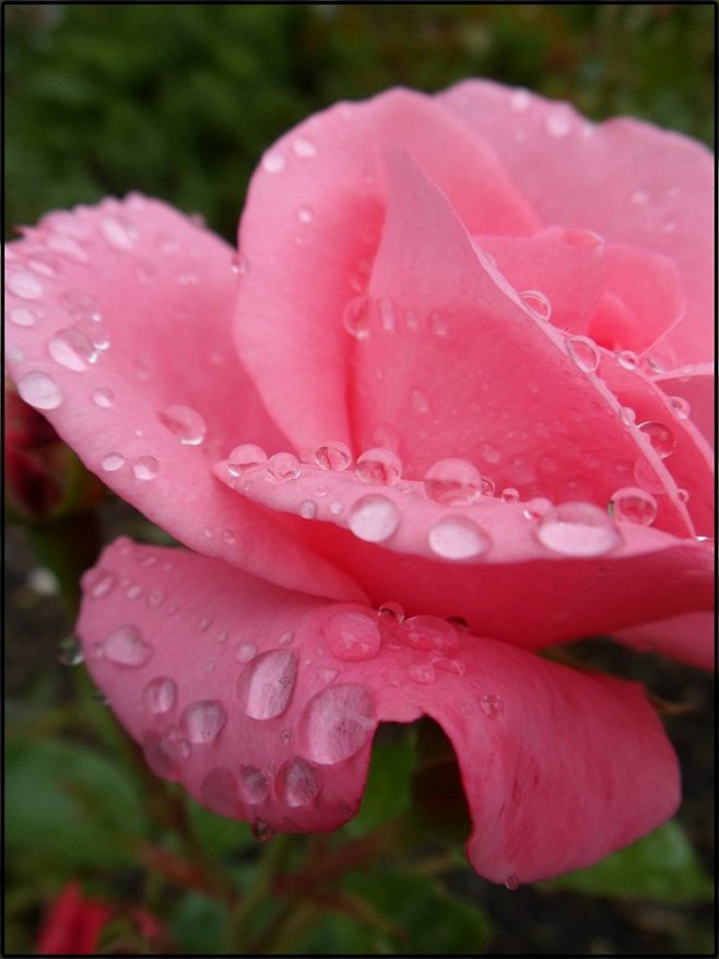 Pink Rose by KerrieL...