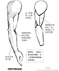 手臂的侧面解剖