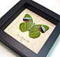 The Hewitson's Olivewing. Nessaea hewitsoni Male butterfly | Real Butterfly Gifts Framed Butterflies and Insect Displays