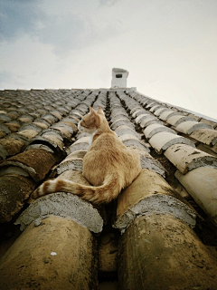 轻唤采集到猫