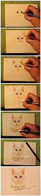 猫咪 手绘 彩铅