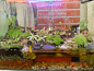 让人惊艳的食虫植物缸！！！