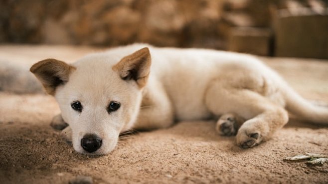 Jindo