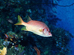 追梦踏浪采集到生物