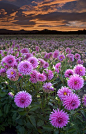 在大丽花领域日出
Sunrise at the Dahlia Fields