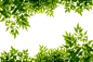 绿色,边框,叶子,白色背景,光,白色,灌木,边界,清新,闪亮的