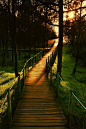 林桥，葡萄牙
Forest Bridge, Portugal