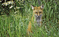 Red Fox by jay.ryser 
