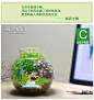 新奇特礼物 苔藓微景观生态瓶 创意迷你植物 办公室绿植盆栽 礼品-淘宝网