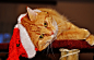 猫, 宿醉, 红色, 圣诞节, 圣诞老人的帽子, 滑稽, 可爱, 鲭鱼, 虎, 甜, 动物, 国内的猫, 毛皮