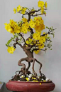 Hoa mai Bonsai                                                                                                                                                      More