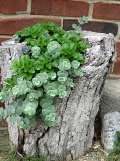 学霖采集到植物