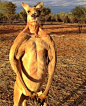 双语：动物界流行肌肉男 长颈鹿壮士走红(图)