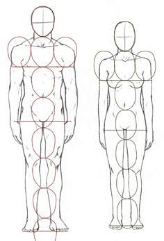 Human body proportio...
