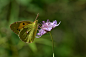 斑缘豆粉蝶 Colias erate 鳞翅目 粉蝶科 豆粉蝶属
500px上的苏丹蝴蝶 _虫子采下来 #率叶插件，让花瓣网更好用#