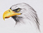 How to Draw a Eagle | bald eagle by highdarktemplar traditional art drawings animals 2005 ...: 