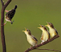 一组鸟妈妈抚育幼鸟的温情照片 #采集大赛#