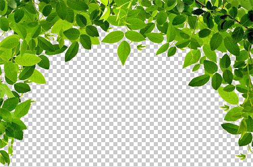 绿色叶子透明PSD素材