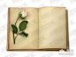  玫瑰花与旧书本精品图片 