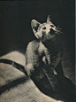 不一样的猫咪写真书《SAM》，摄影师Edward Quigley 于1938年出版，整本影集只拍摄了一只叫SAM 的猫，通过光与影的艺术处理画面中的猫时而忧郁，时而性感，时而顽皮。
