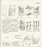 人体造型基础——人体局部解剖 - 水木白艺术坊 - 贵阳画室 高考美术培训