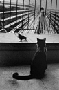 Henri Cartier-Bresson, 1953 An Attentive Cat.