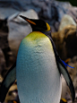 Pinguim Rei, Pinguim, Aptenodytes Patagonicus