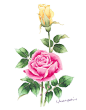 バラの花水彩画イラスト　ピンクと黄色のバラ水彩画イラスト