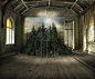 General 1200x992 nature trees forest branch Suzanne Moxhay photo manipulation artwork pine trees interior abandoned wooden surface planks window lights