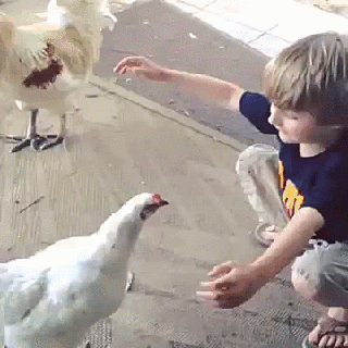 来，来，让我抱一个！！头一次发现鸡这么萌...