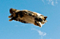 岛国摄影家五十岚健太的系列作品--“飞天猫”。大量图片证据显示，猫咪确实是一种鸟类