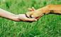 狗爪子和人的手正在性质，友谊的握手