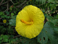 全部尺寸 | Hibiscus brackenridgei subsp. brackenridgei | Flickr - 相片分享！