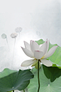 Lotus Flower - IMG_0494-2-800 | 相片擁有者 Bahman Farzad