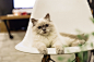 cat-chair-eyes-large-9e1e332ee7287c4672f64b7ed0838eb7.jpg (5472×3648)