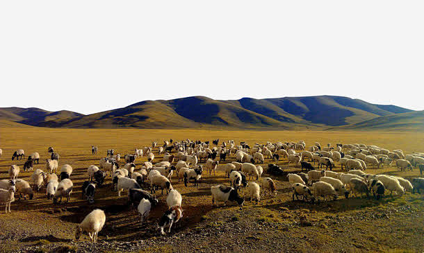 草原上的羊群高清素材 免费下载 页面网页...