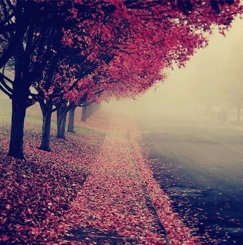 铺满秋天的街道。