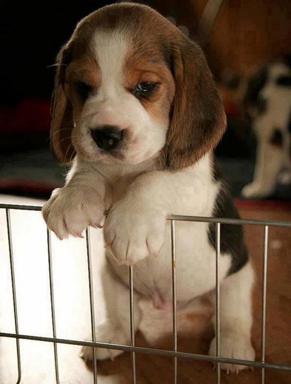 Baby Beagle! | Cutes...