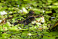 一只蛙在长满浮萍的池塘中。