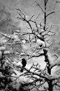 昏鴉與枯枝在冷雪中....傲然佇立 ...無畏冬季的侵襲...